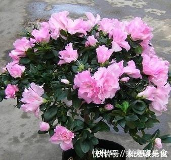 健壮|扦插花卉,必须要用“生根液”错,做好1点,很快就生根!