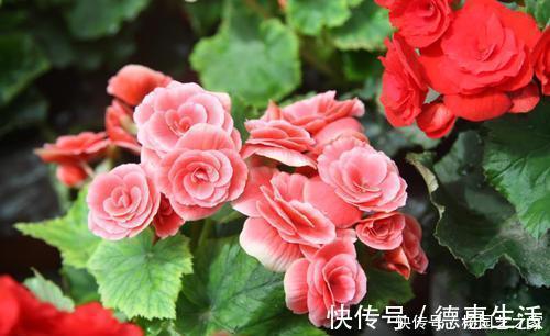 5种耐阴花,家里采光不好也能开花,花期超长,值得拥有!