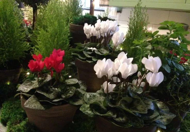 休眠期|4种“漂亮花”，5月要“剪花箭”，不剪光，很难度夏天