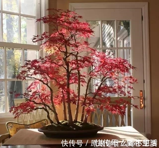 盆栽|世界上又一奢侈品《盆栽》一盆就是一座房子！