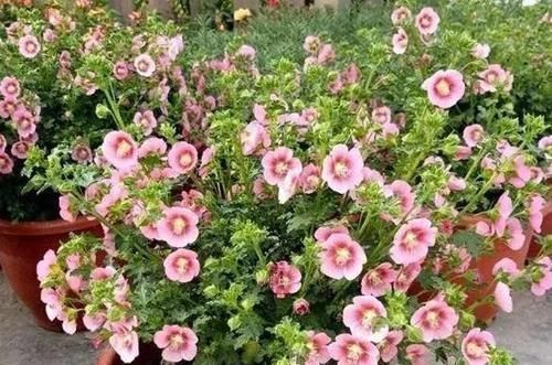 植物|养花不用买营养液,准备好香蕉皮,盆栽植物叶子不泛黄