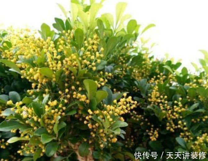 4种花是真正的开花机器,花姿妖娆,姿色艳丽