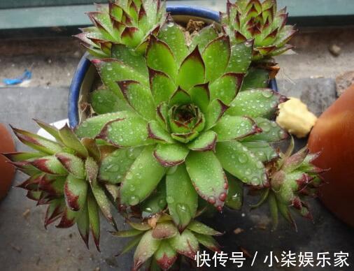 这“4种”多肉，好养又好看，度夏无压力，越养越胖越漂亮