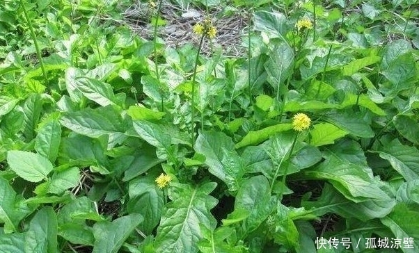 菊花|农村一种像是菊花的野草,以前没人知道,现今才知它的价值