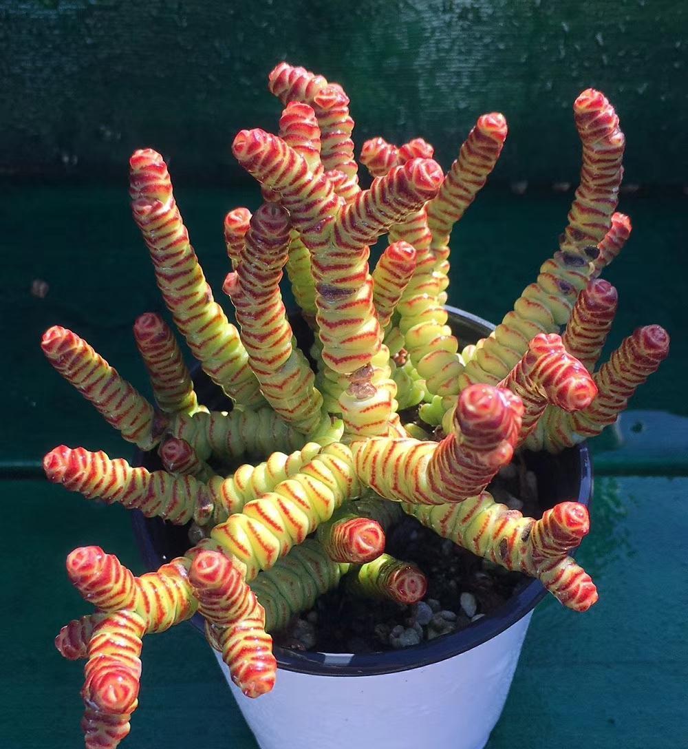 4种“招财肉”，个个有招财进宝的美好寓意，易养还好看