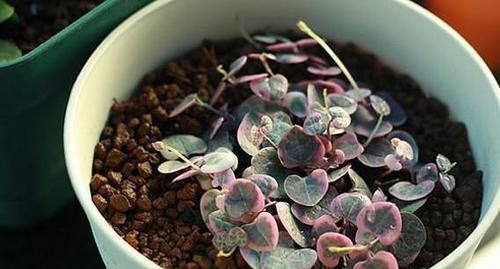  垂吊植物|垂吊类绿植：绿萝、吊兰看腻了!盆栽这些花卉，漂亮、好养