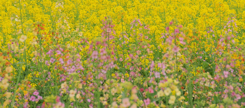 ［百里杜鹃］花开百里，只为遇见你