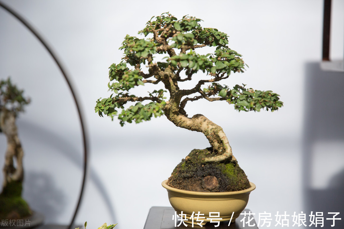 植物|别再为浇水发愁了，给你支招“10多10少”浇水法，比啥方法多管用