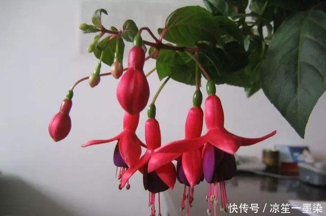 今年最流行的花朵之一倒挂金钟,开花多不占地!