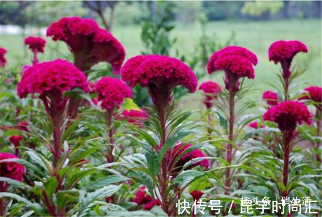 第一次养花,就养一些“开花精品”鸡冠花,造型奇特,绚丽多彩