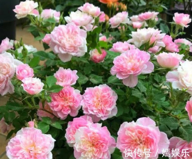 月季花|夏天最适合养4种花，花朵硕大、花香四溢飘满屋，美爆了