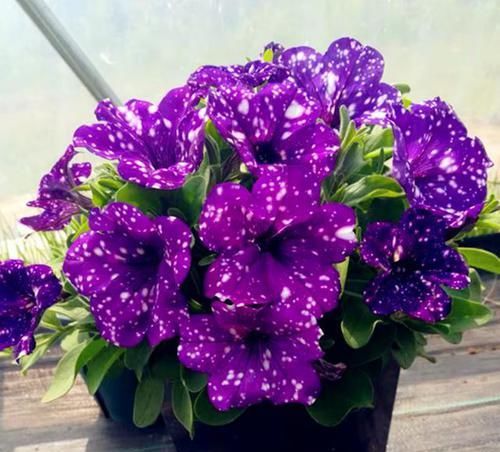  花色|花色奇特的1种阳台花卉，花苞梦幻，比牡丹还漂亮，比绿萝还爱长