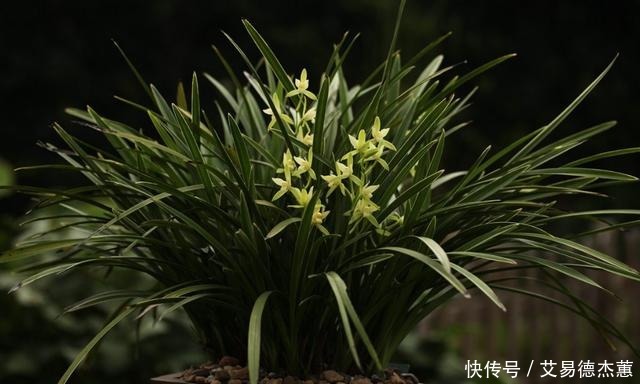 适合新手养的兰花,价格便宜,好养易成活,多季开花,芳香四溢