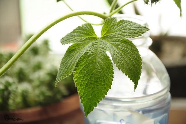 拉拉秧又开始疯长了，被它擦伤过吗知道它真名叫啥吗