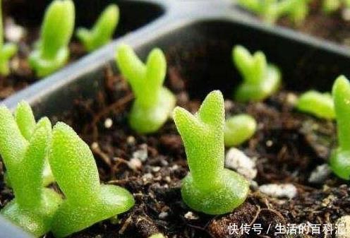 看完这些小巧可爱的多肉,够你养一阳台了,半年就能长爆盆