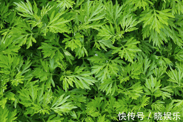 艾草泡脚|七年之病,求三年之艾!1把艾草4味药,这样做,改善失眠、腰腿痛