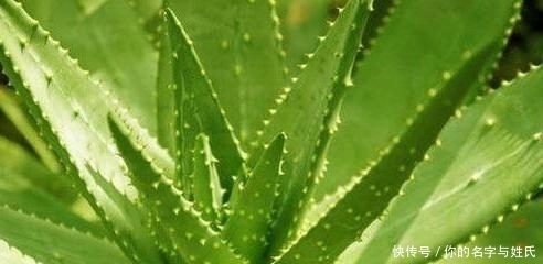  芦荟|食用芦荟要小心，惹上过敏大麻烦！