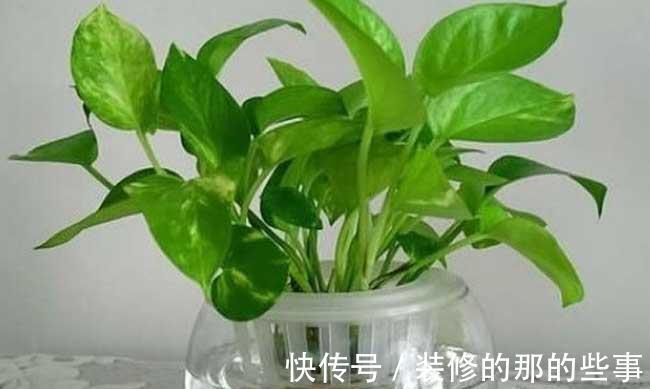 酸碱度|养花全靠1句话,这样养花保证能活