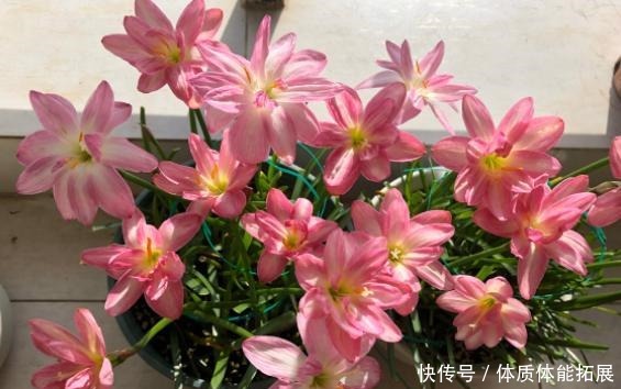 不喜欢太折腾,就养3种花吧,不管天气如何多变,都能长得旺!