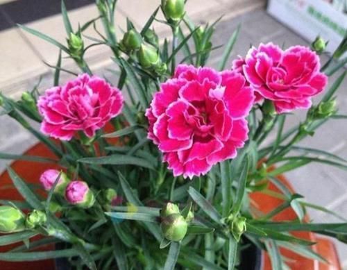 花期|4种花漂亮又好养，花期长达200天，花朵烂漫迷人，美爆了