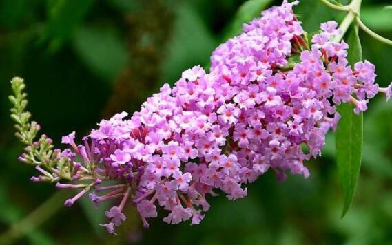 喜欢养花，就养这几款，比吊兰还好养，烂漫迷人又可爱