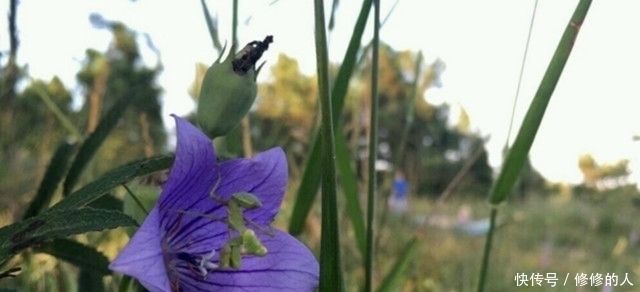山野菜|这9种野菜赶紧收好了!在农村随处可见,每一种都是治病良药