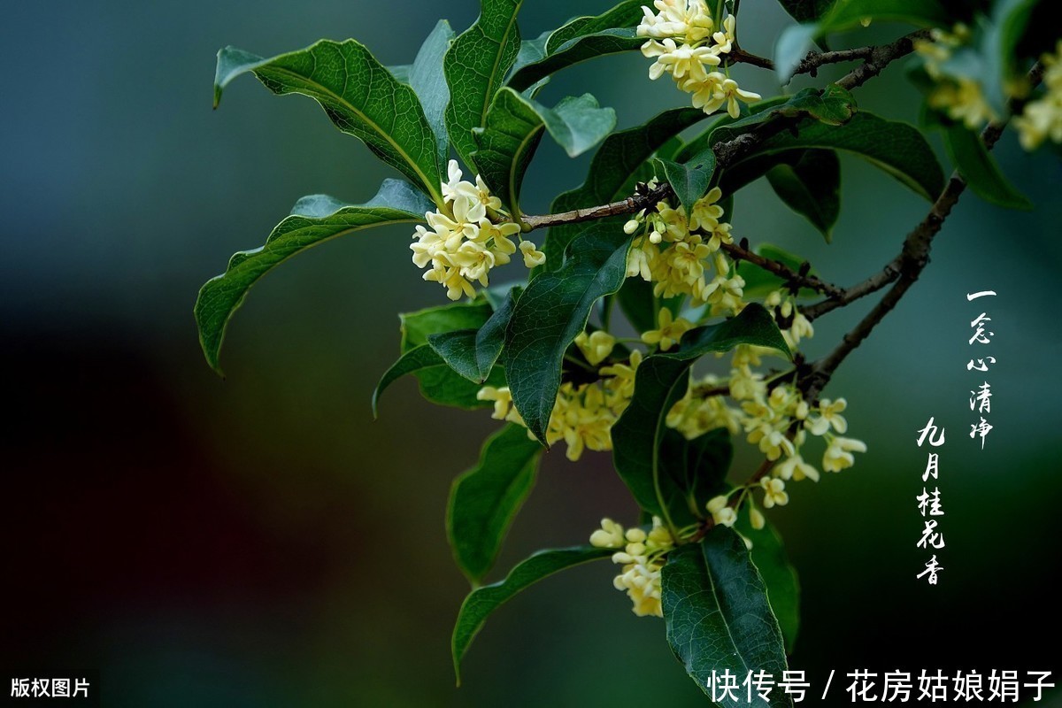 泥炭土|一根枝条，一个花盆，在家自己种桂花，不花钱也能嗅花香