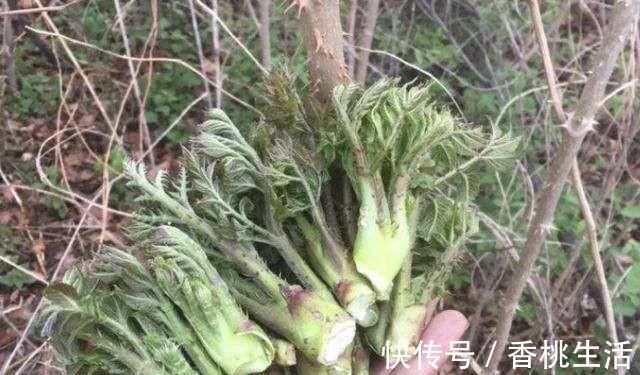 柴禾|农村山上一种野菜，价格比肉贵，农民以前却拿来当柴禾烧，啥野菜