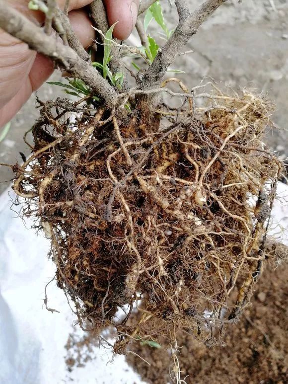 自制养花杀菌水,7天浇一勺,虫子全死光,再也不黄叶!