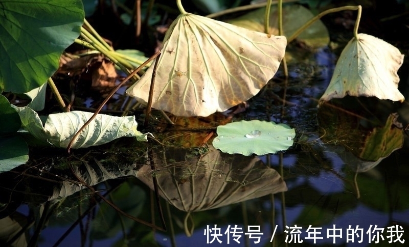 陶渊明#3个千古名句赏析:当荷花与菊花出现在同一首诗中,荷花败了?