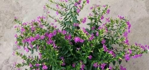 不能错过世上开花时间最长的四种花卉,一年四季天天能赏花