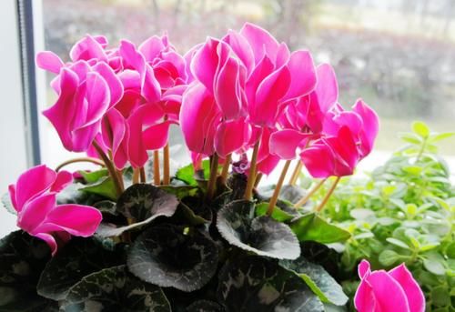 靠养花愉悦自己，盆栽这3款试试，寓意好，漂亮又实用