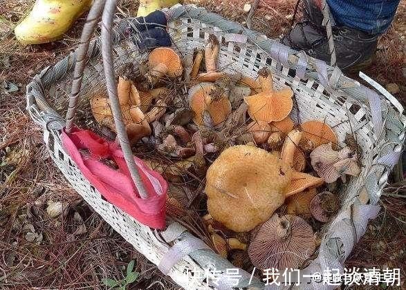 山间|山间这种野味,被誉为“最佳保健品”简单一炒就出锅,好吃又营养