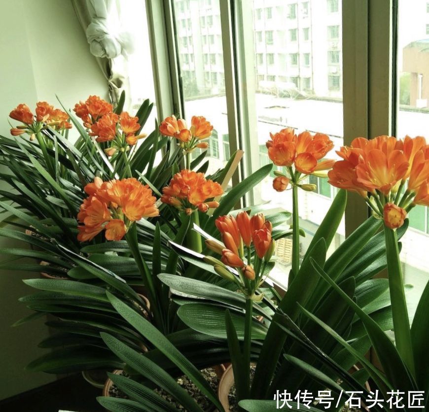 花箭|养君子兰,关键在“11月”,用对“方法”叶子规整、开花早