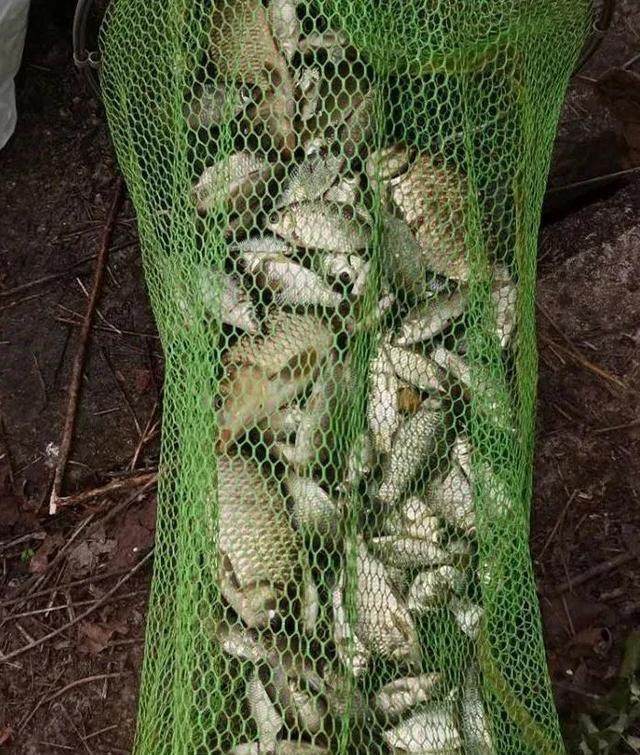  巧用|巧用生鲜鲫鱼饵，小野河爆连