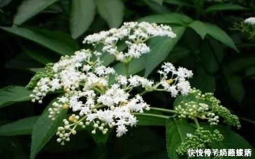 藥用價值|農村大山常見的“野草”,是天賜民間潤肺止咳的良方,勝過止咳藥