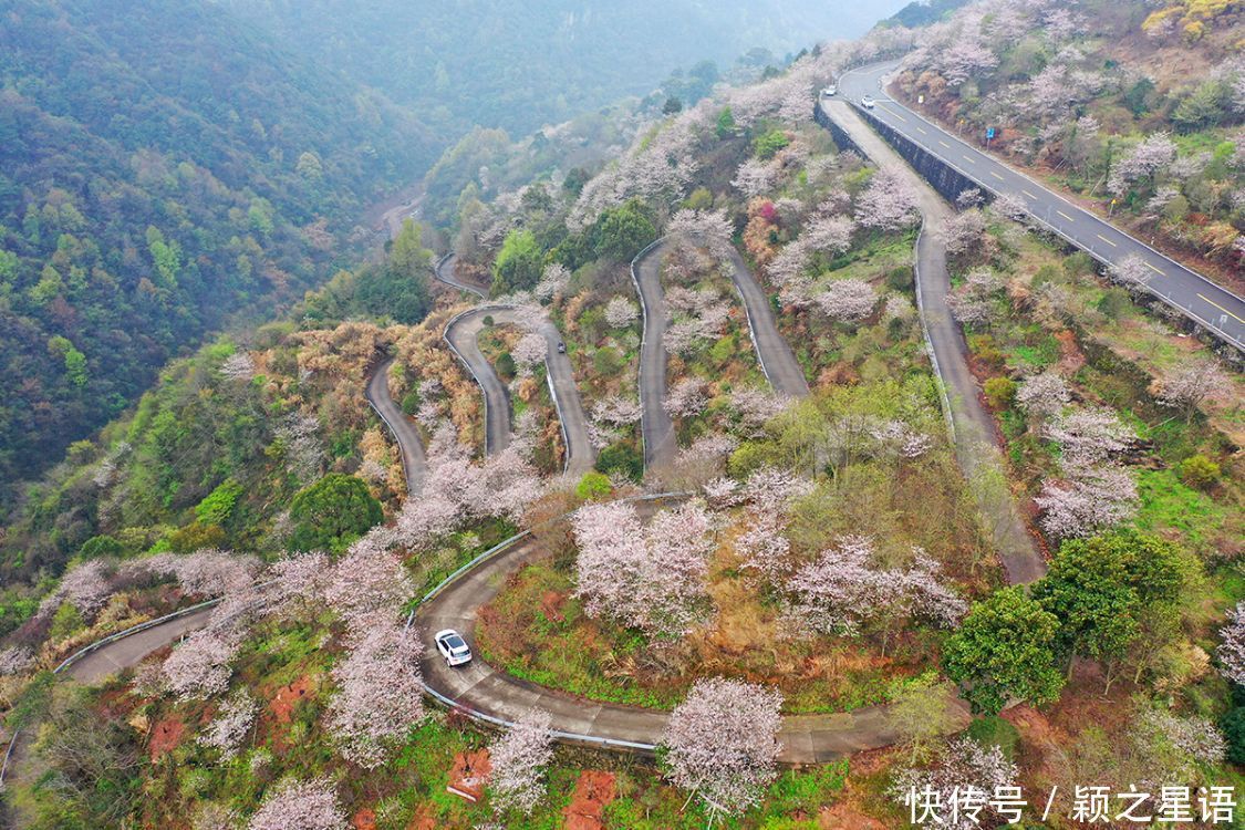 白鹿村、上马村、雅庄村，十里樱花十里尘，经典赏樱路