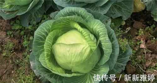 瘦身美容|女性想瘦身美容,多吃以下食物,排出毒素,清脂减肥,增强抵抗力