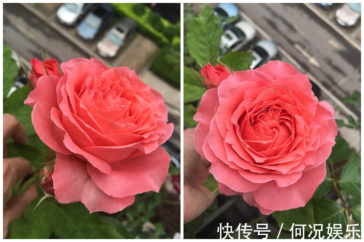 此盆栽花期超长,四季有花开,漂亮又芳香,好养易成活,值得拥有