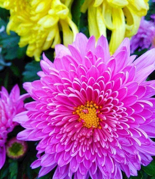 5种“洋气”花,趁着“天冷”快扦插,生根快,开花早,真省钱