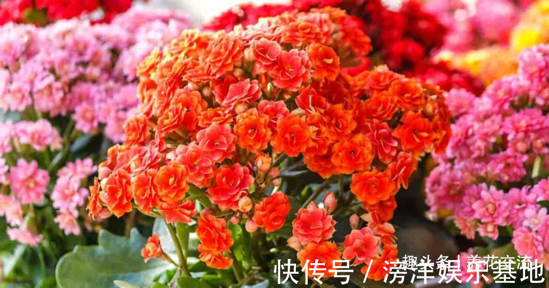 仙客来|勤养鱼,懒养花,10种要粗养才长得好的室内盆栽