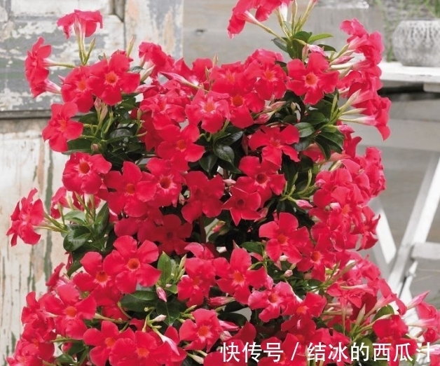 养花就养4种花,家里养一盆,满屋飘香,清新幽雅!