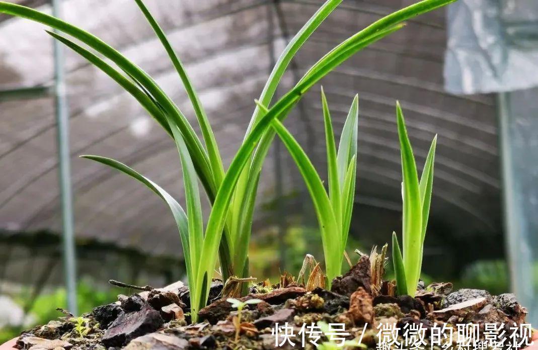 兰花茎腐病有特效药吗?兰友说:无非这3种,有效而且使用简单