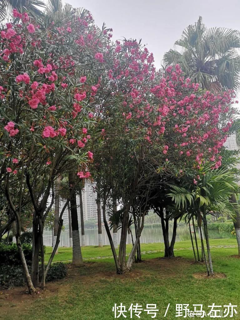 狗牙花|1种花剧毒之花,也是环保卫士,真是让人又爱又恨