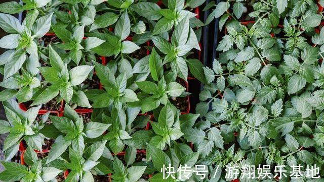 苦瓜|身体若2处“发痒”,或是在暗示你体内血糖已经“超标”了