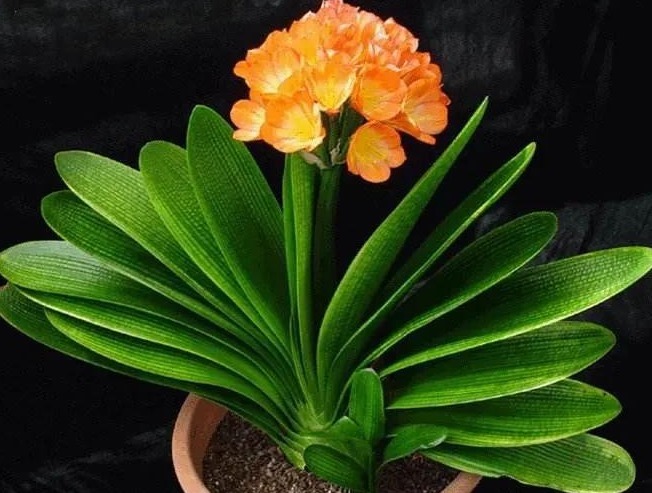 君子|君子兰容易有烂根和黄叶,教你这么做,很快就会长满大白根