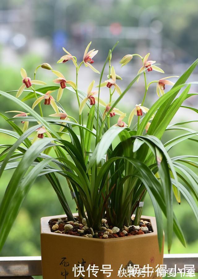 想让兰花早发芽,这“三位置”留点水,催出一圈苞,绽放层叠群兰