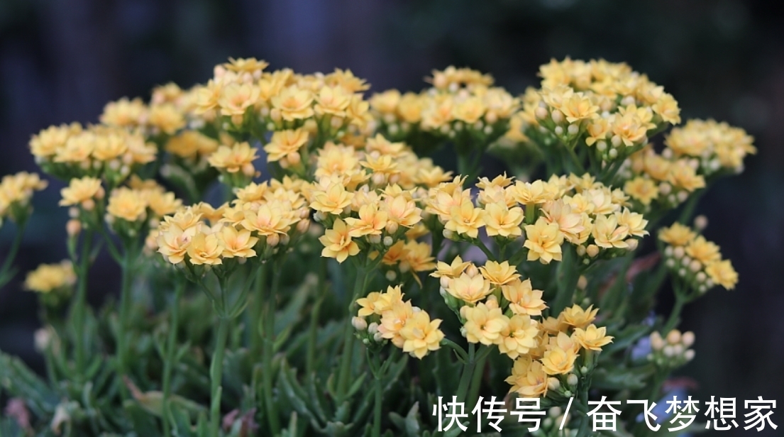 侧芽|养长寿花“老桩”，做好“3勤2合理”，长势旺，每年开花都翻倍