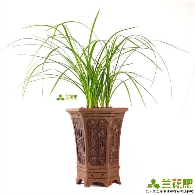 把兰花养好,能提升兴趣和动力,变成以兰养人