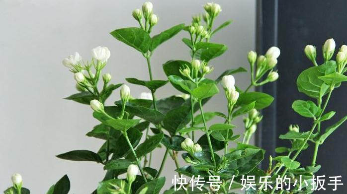 养茉莉，做好3点，叶片绿油油，开花翻几倍，快试试吧
